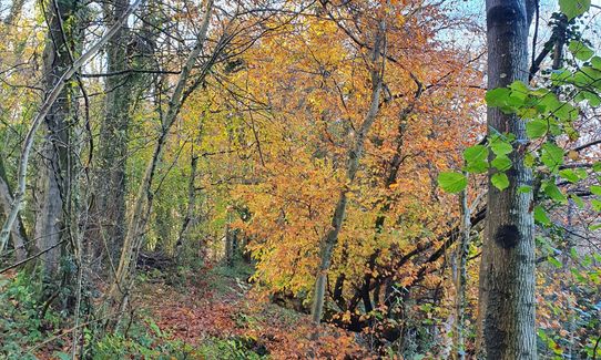 Whispers of the Wye, Wales