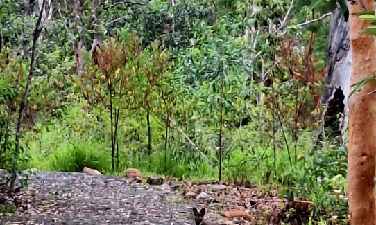 White rock trail ridge circuit, Queensland