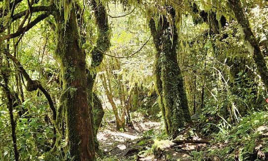 Wilkie and The Enchanted Ridge, Taranaki