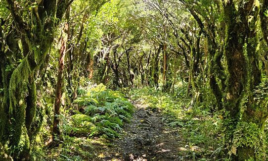 Wilkie and The Enchanted Ridge, Taranaki