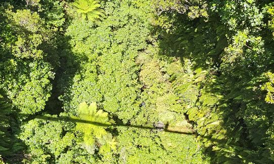 Wilkie and The Enchanted Ridge, Taranaki