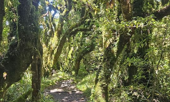 Wilkie and The Enchanted Ridge, Taranaki