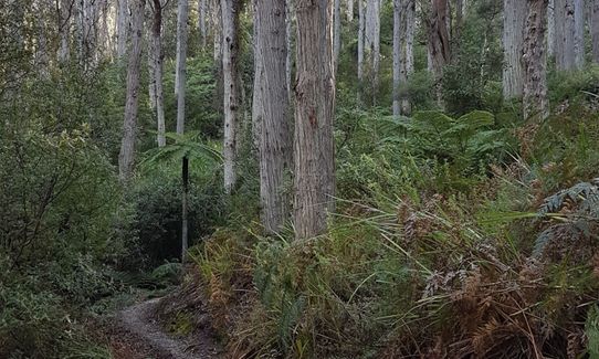 Wilson's Prom Loop, Victoria