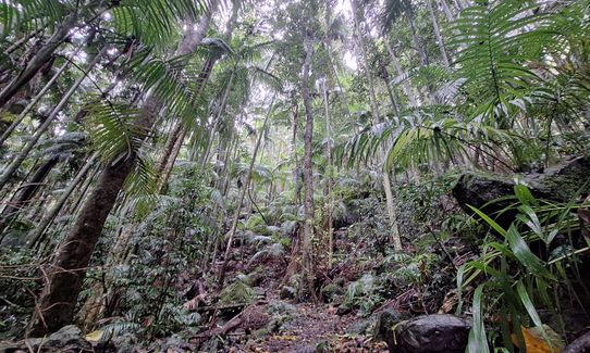 Witchy woo wander, Queensland