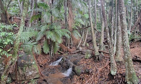 Witchy woo wander, Queensland