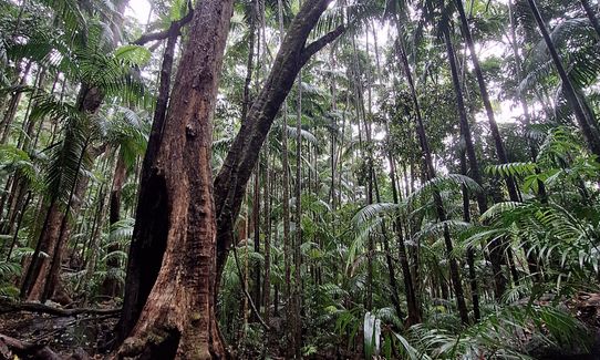 Witchy woo wander, Queensland