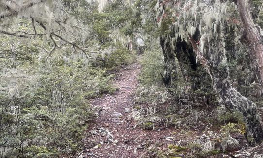 Youngman Stream - Tarn Hut Loop, Canterbury